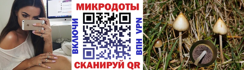 Псилоцибиновые грибы Psilocybe  Переславль-Залесский 